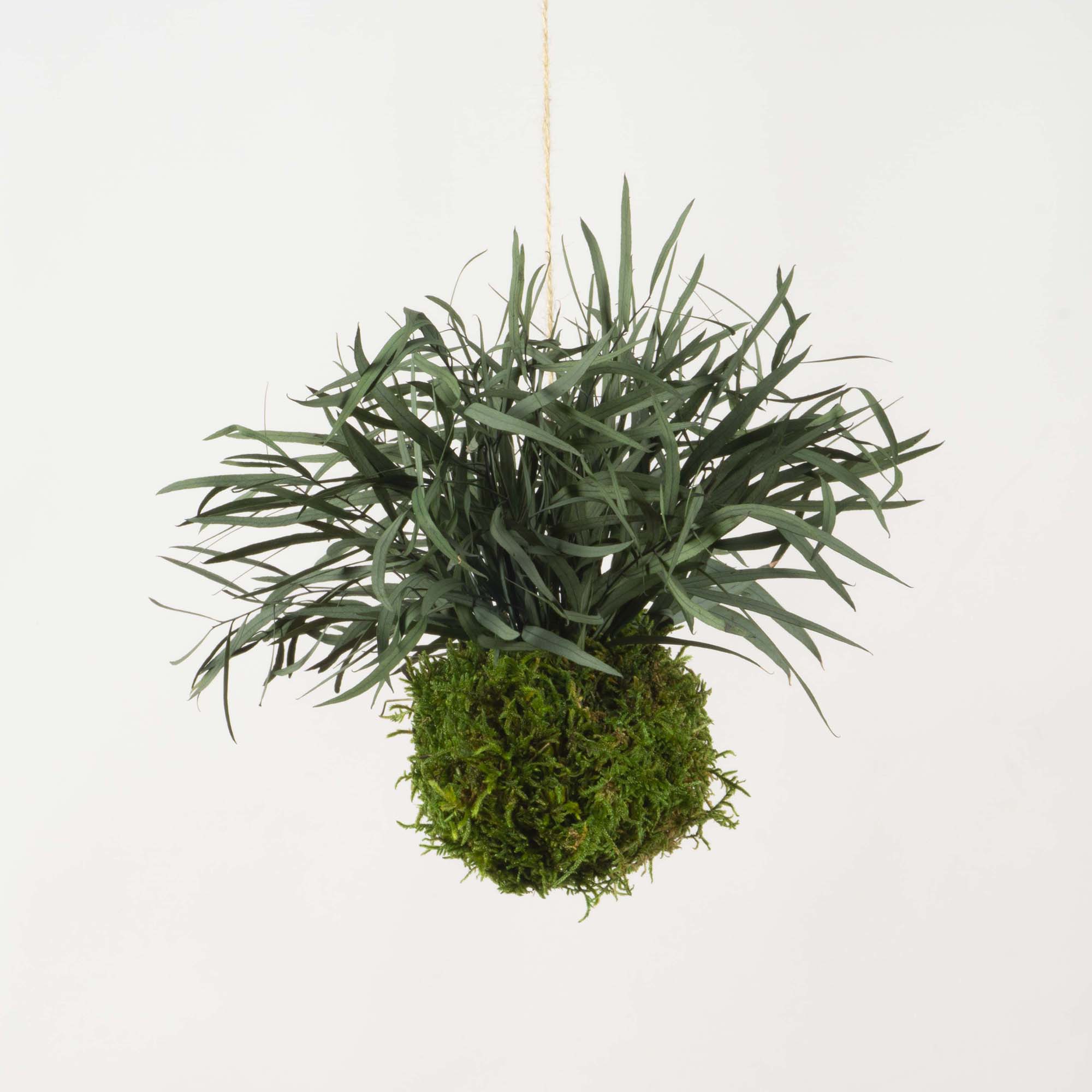 Kokedama Parvifolia verde