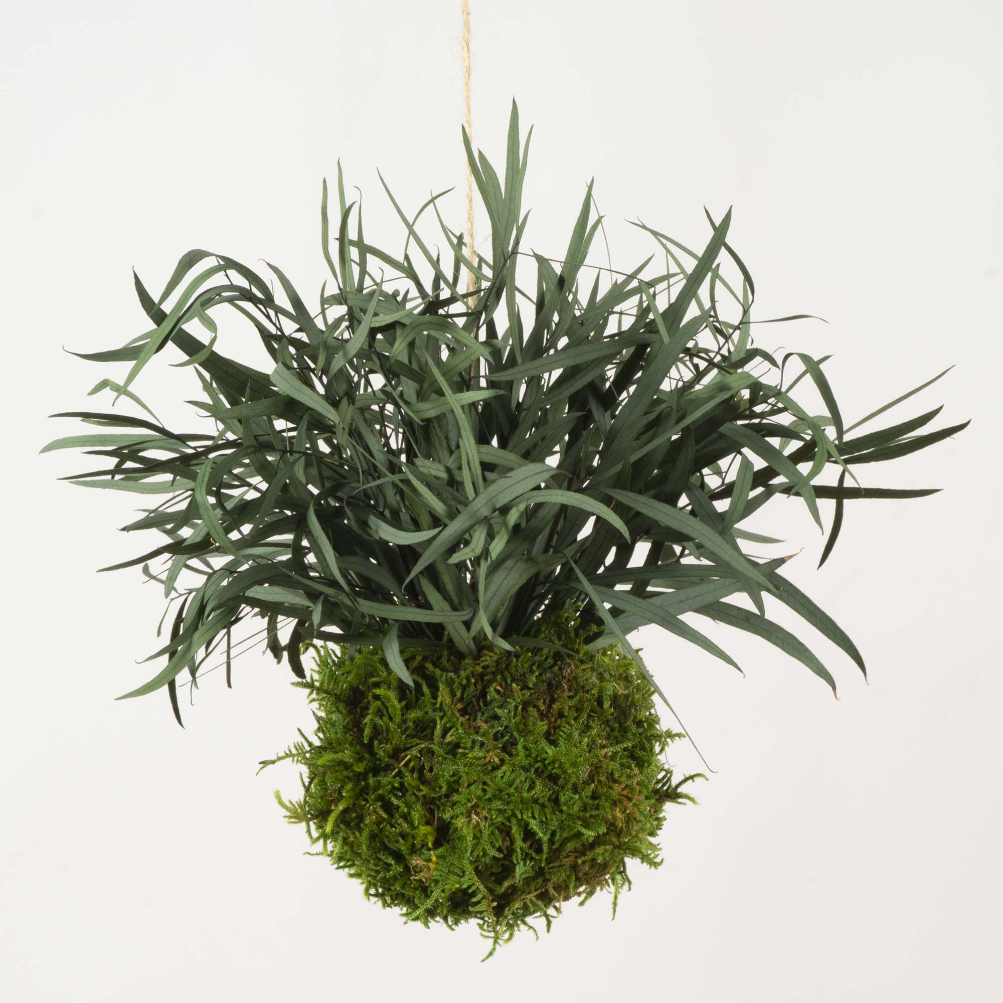 Kokedama Parvifolia verde - immagine 2
