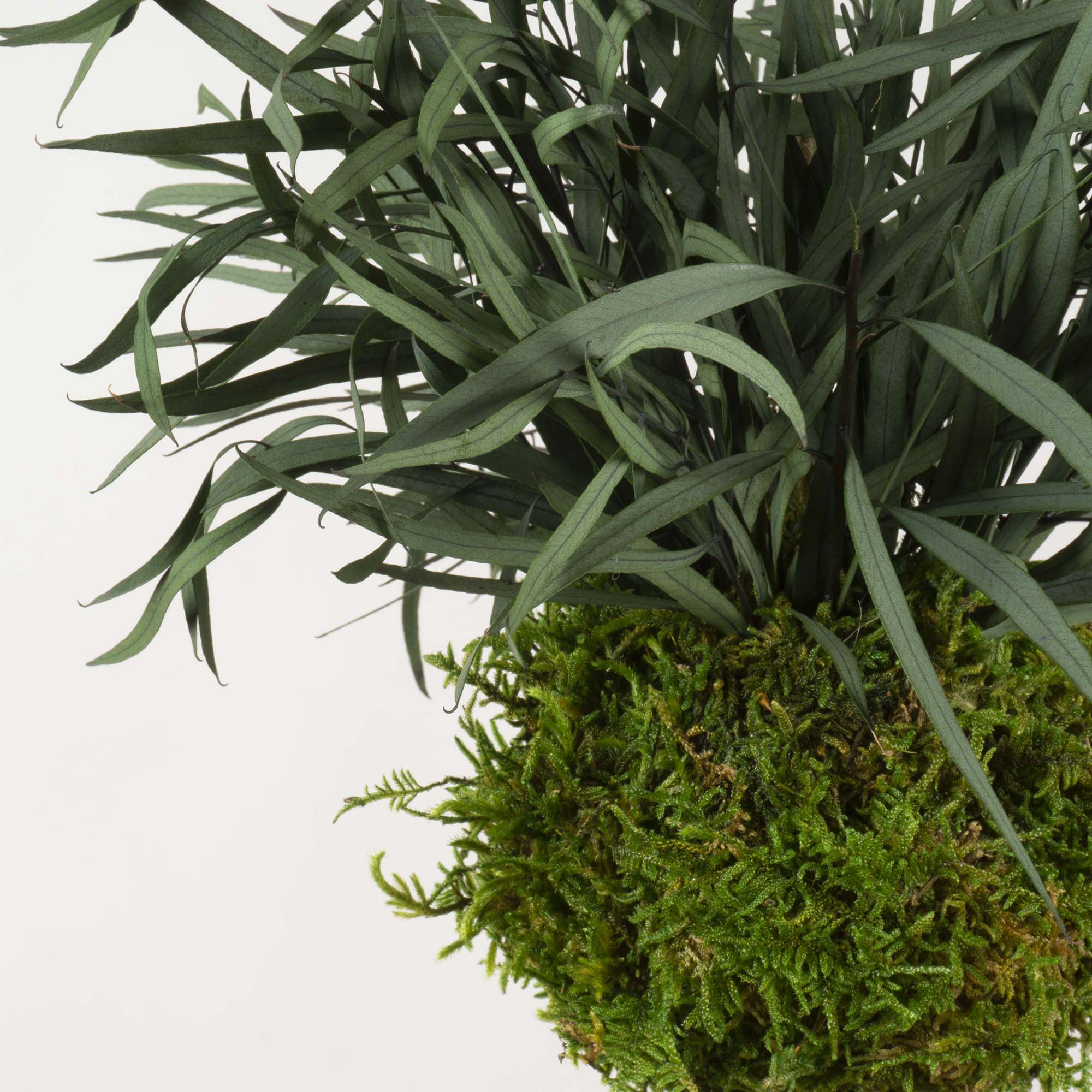 Kokedama Parvifolia verde - immagine 4