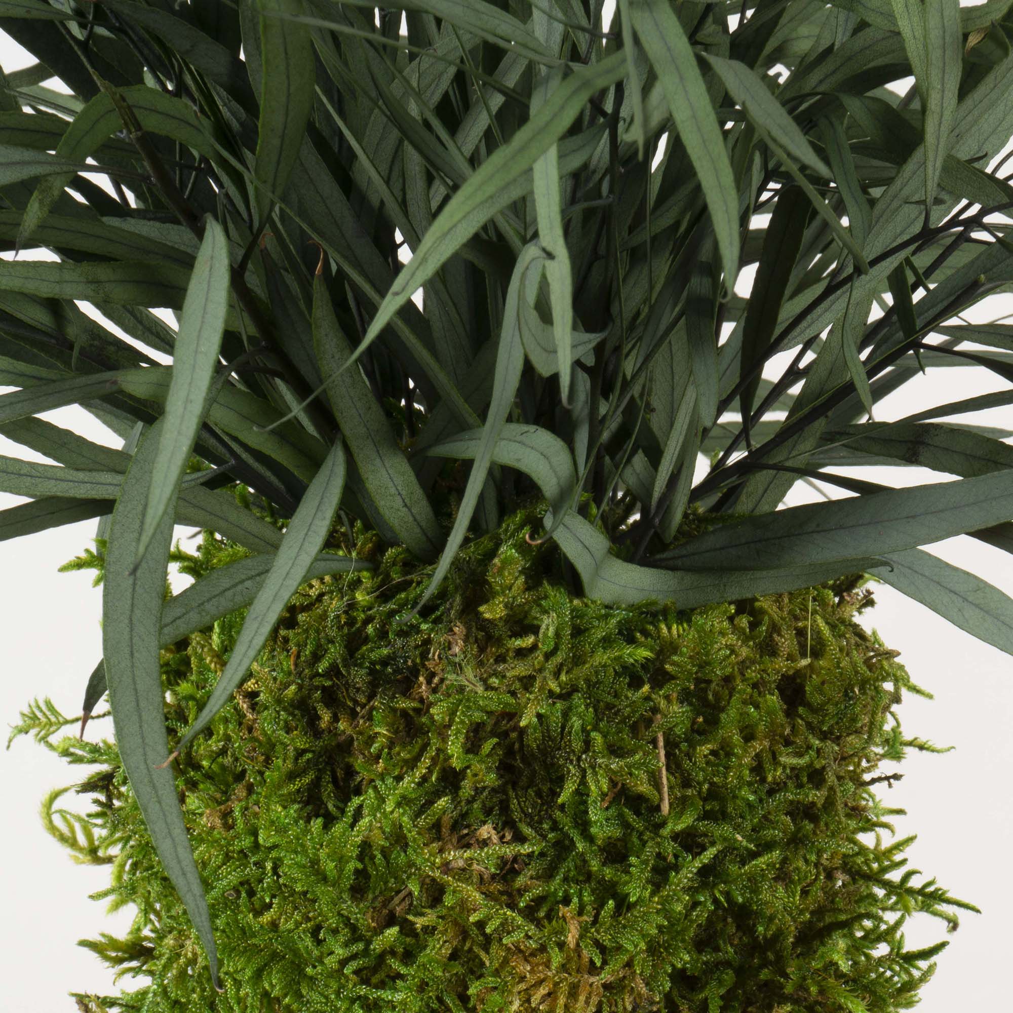 Kokedama Parvifolia verde - immagine 3