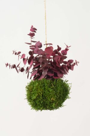 Kokedama Stuartiana fucsia