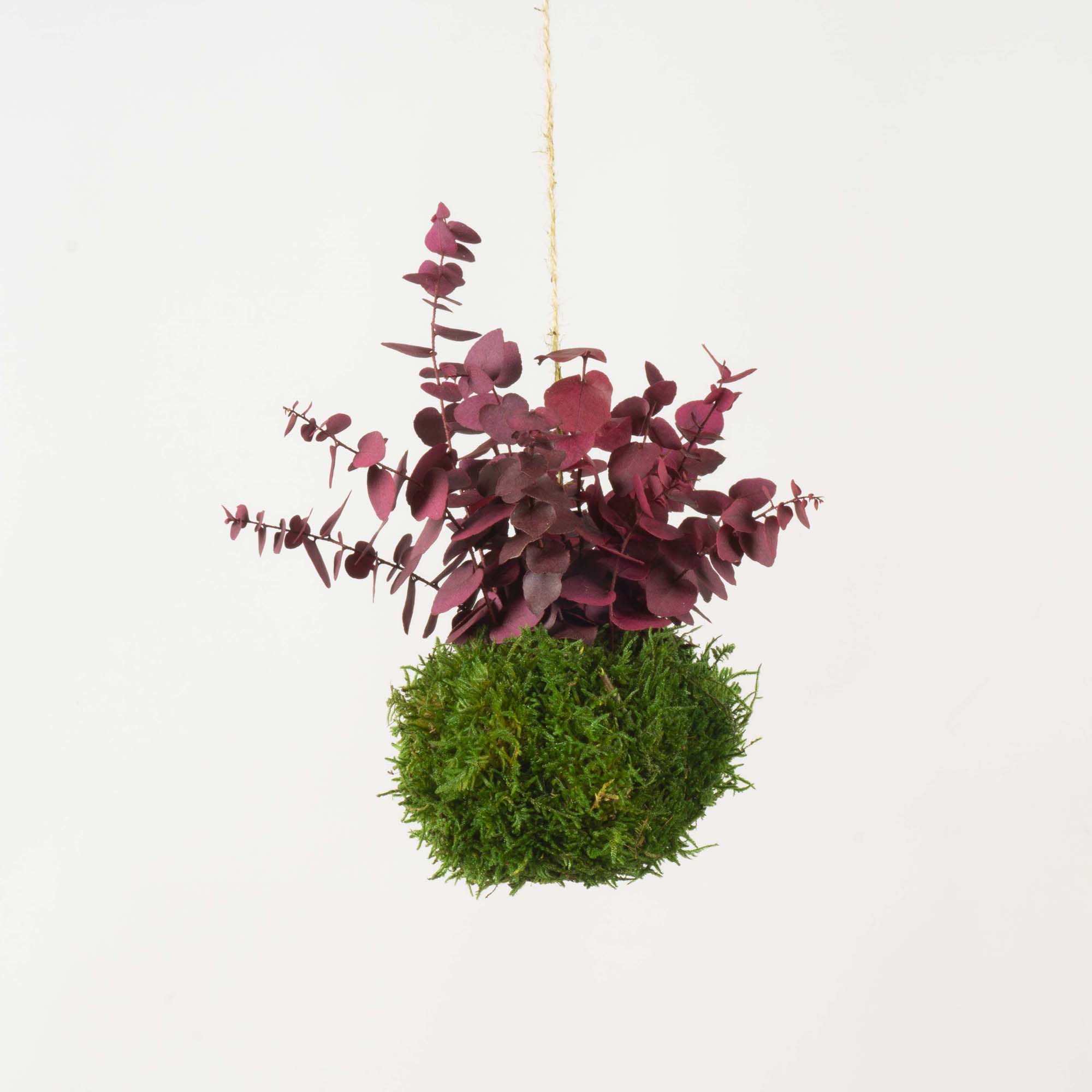 Kokedama Stuartiana fucsia