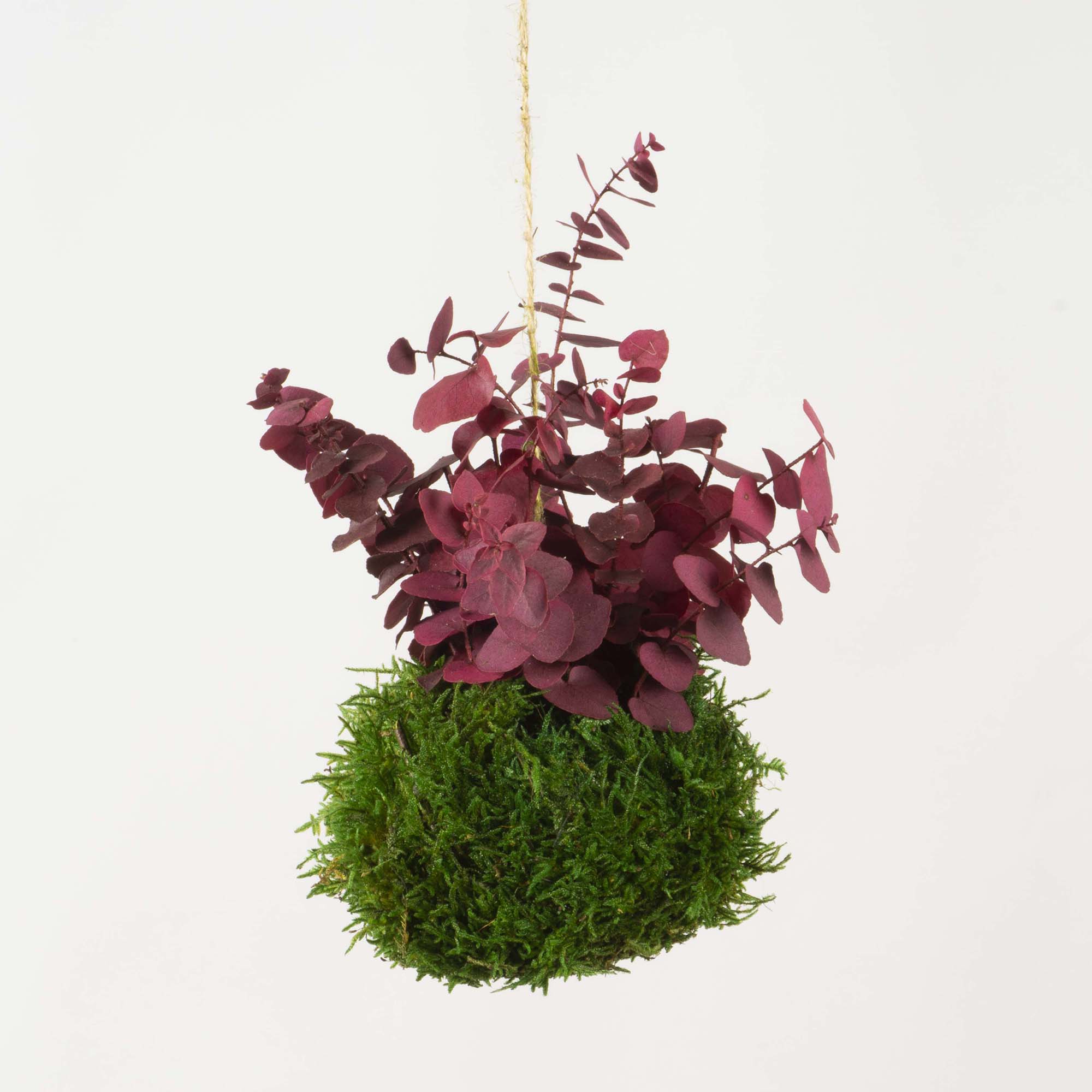 Kokedama Stuartiana fucsia - immagine 2