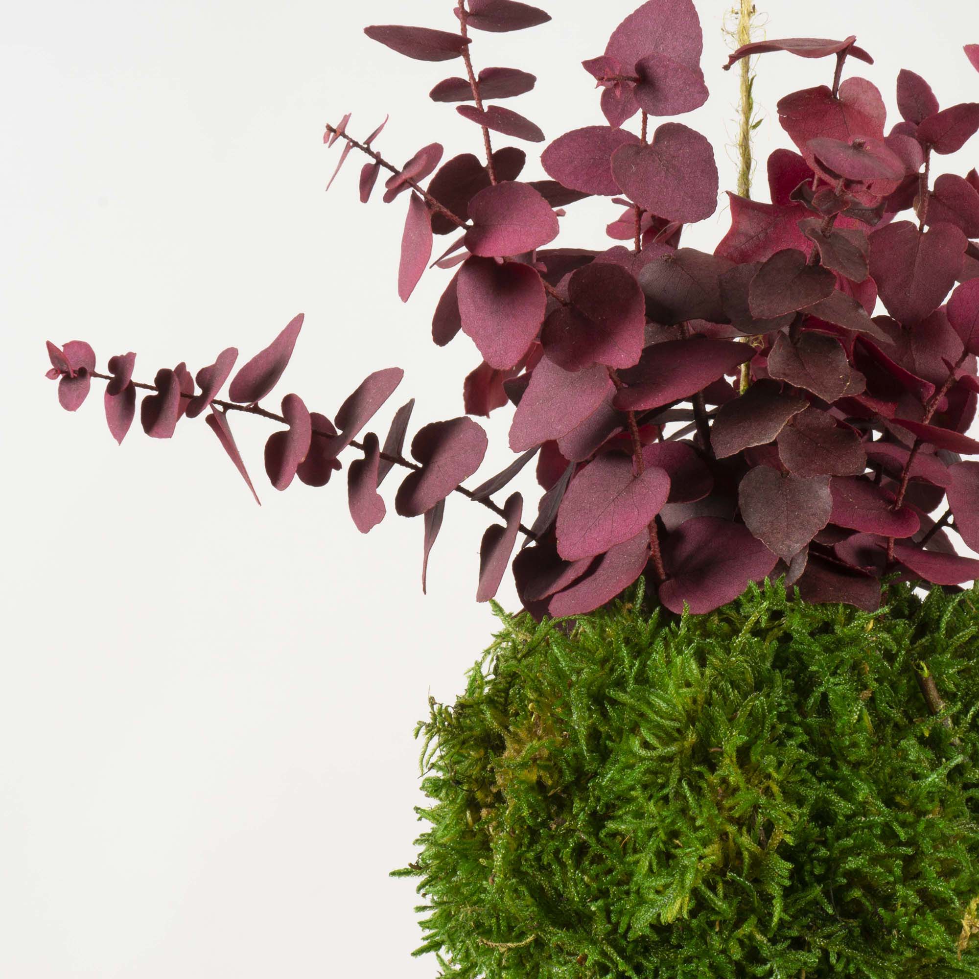 Kokedama Stuartiana fucsia - immagine 4