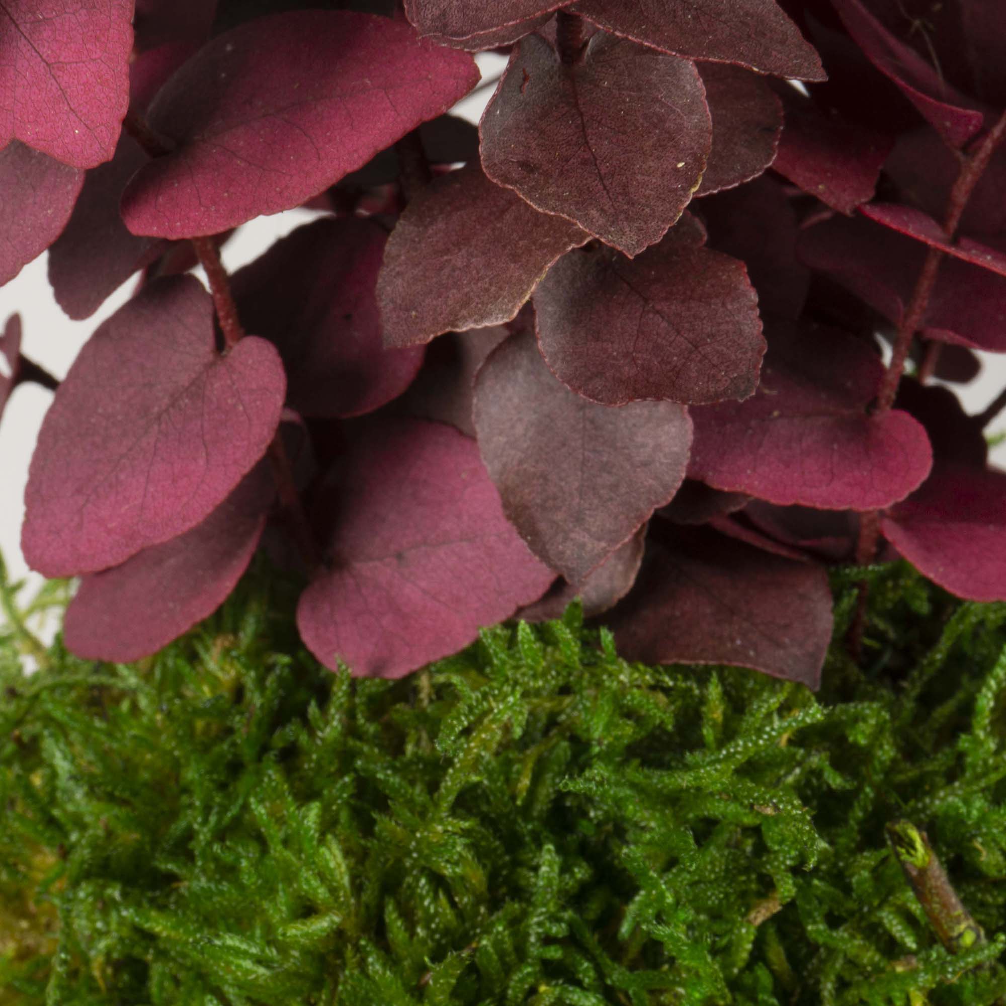 Kokedama Stuartiana fucsia - immagine 3