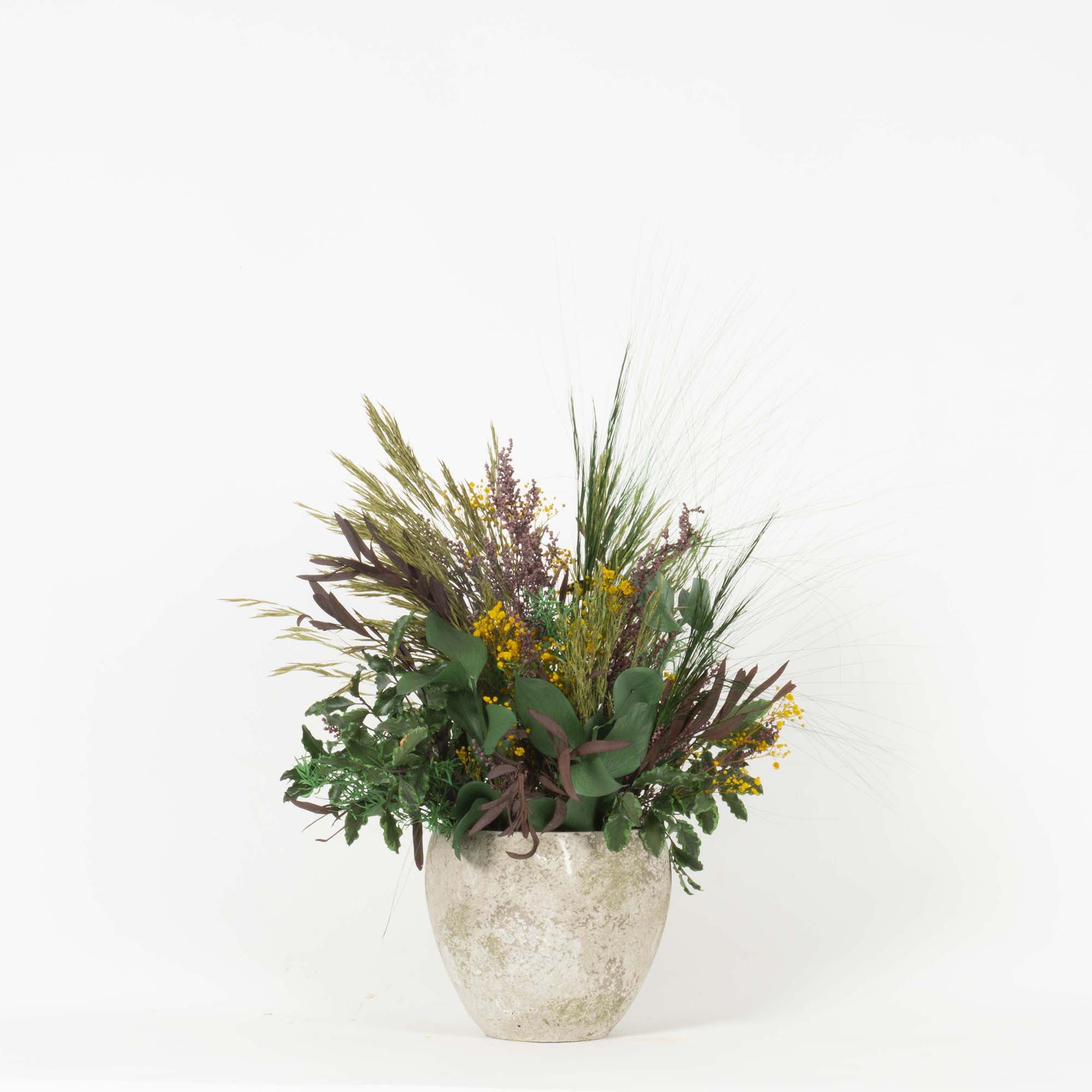 Pianta Multicolor - immagine 2