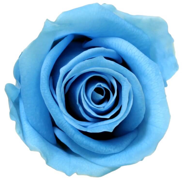 Box Rose Mini Azzurro - immagine 2