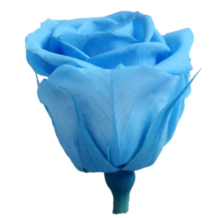 Box Rose Mini Azzurro - immagine 3