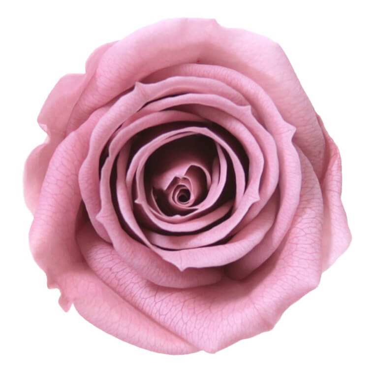 Box Rose Mini Cherry - immagine 2