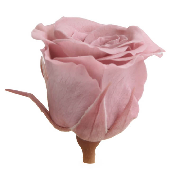 Box Rose Mini Cherry - immagine 3