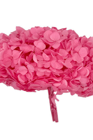 Hydrangea Premium Rosa Caramelo