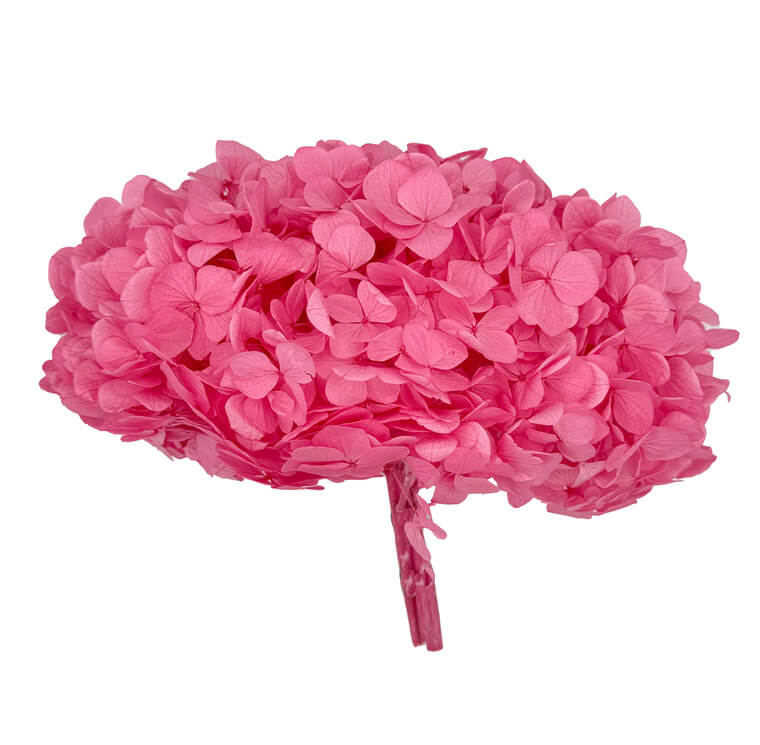 Hydrangea Premium Rosa Caramelo