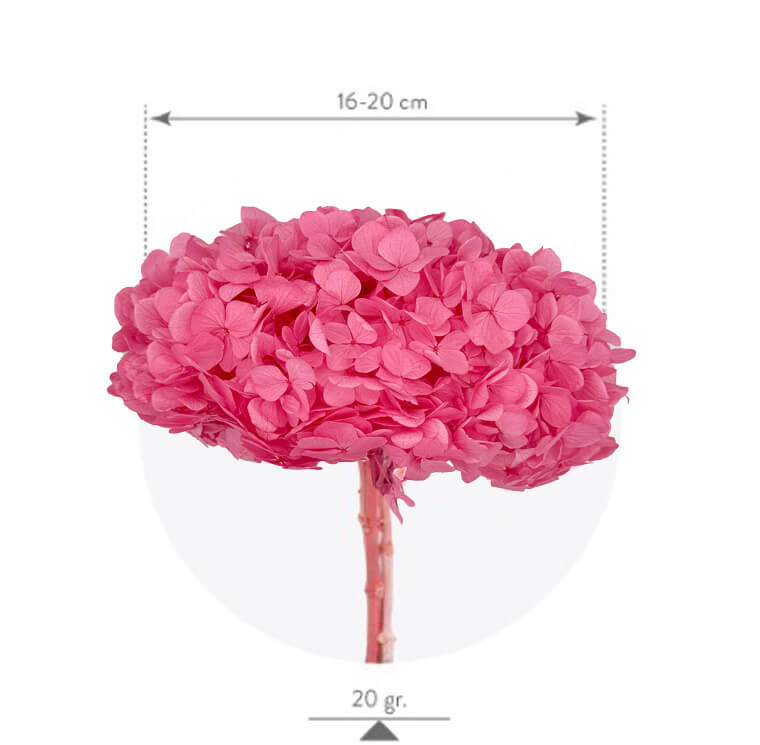 Hydrangea Premium Rosa Caramelo - immagine 2