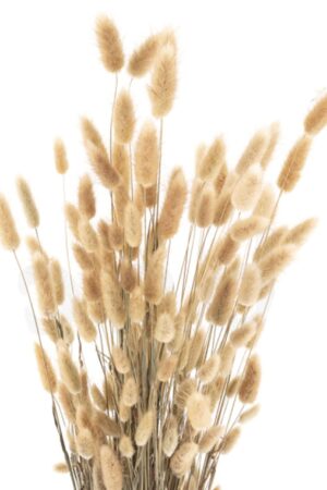 Lagurus naturale