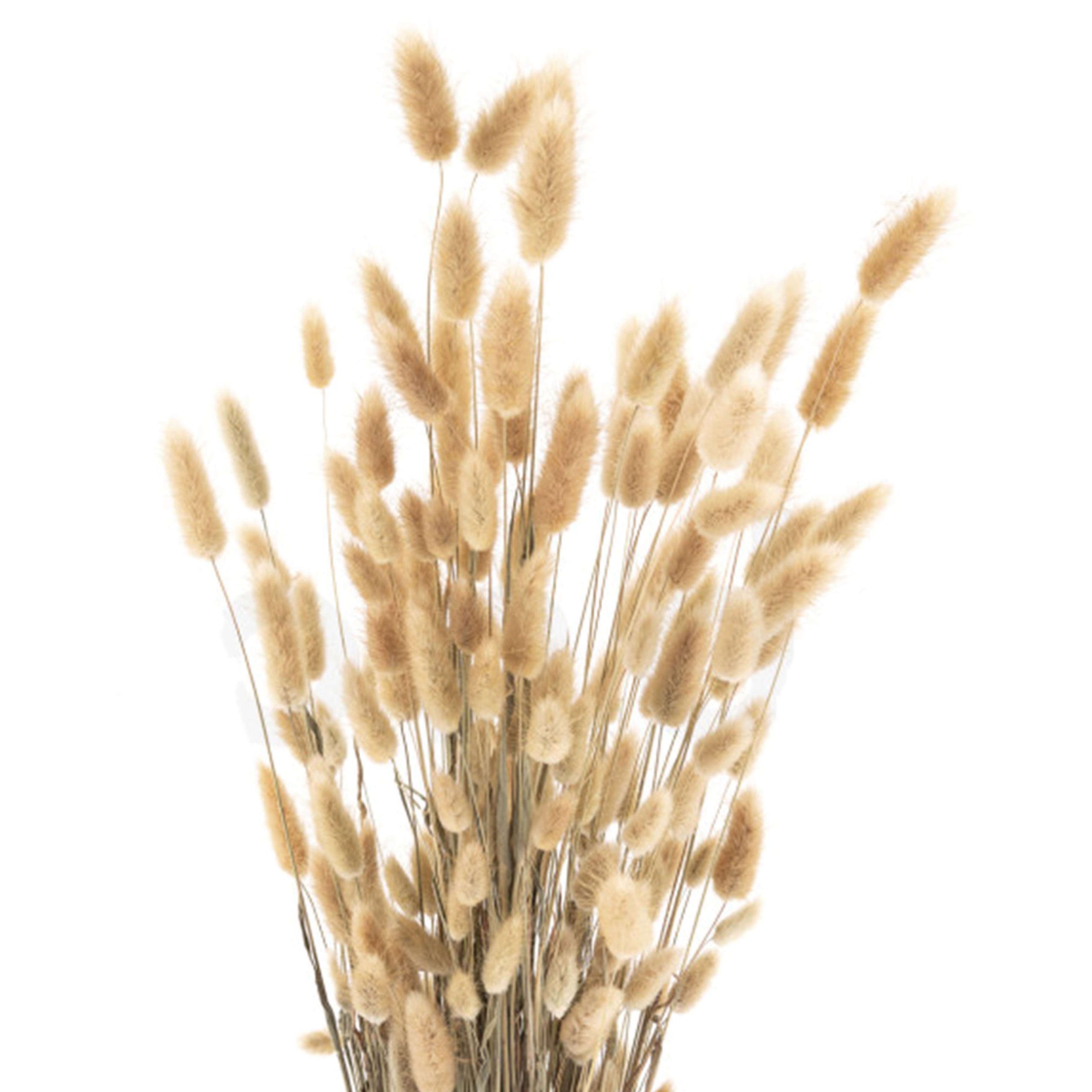 Lagurus naturale
