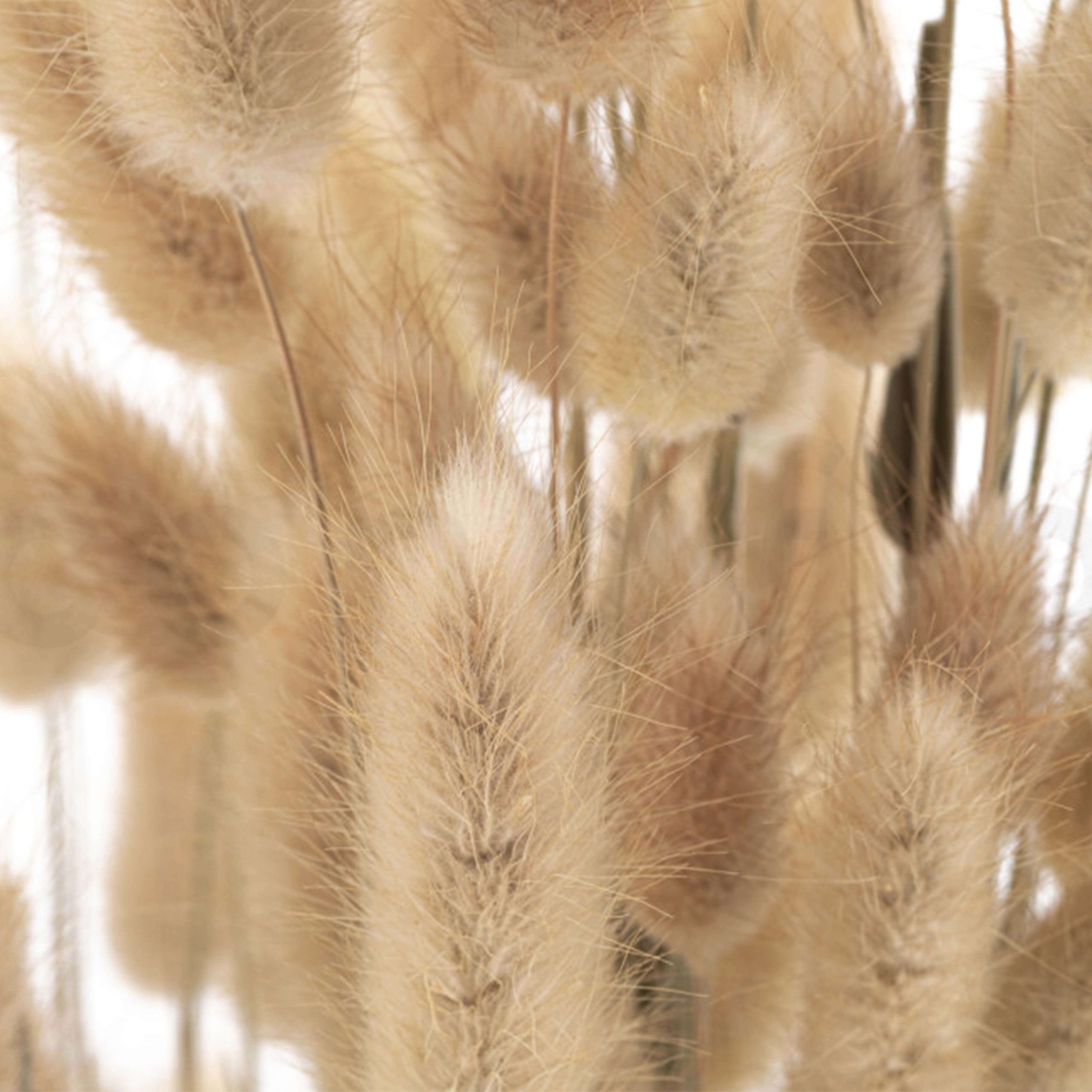 Lagurus naturale - immagine 3