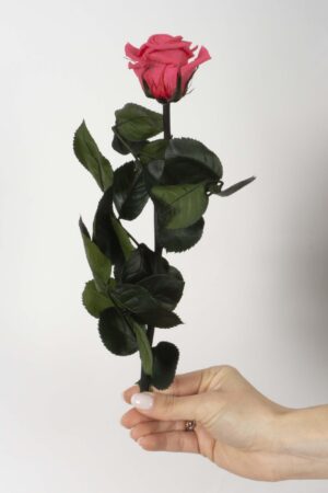 Rosa mini stelo Rosa scuro