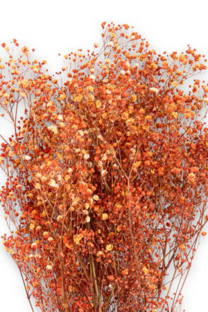 Gypsophila Arancio