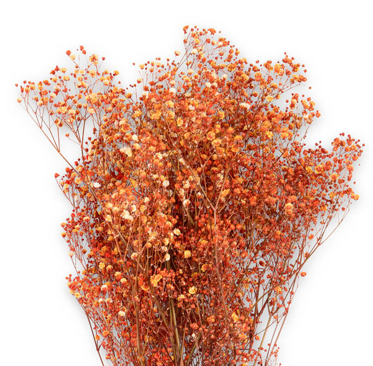 Gypsophila Arancio