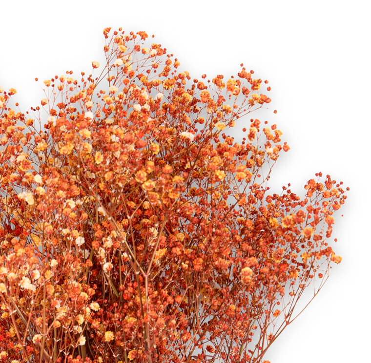 Gypsophila Arancio - immagine 2