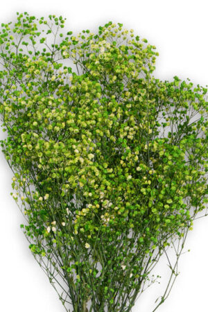 Gypsophila Verde Lime