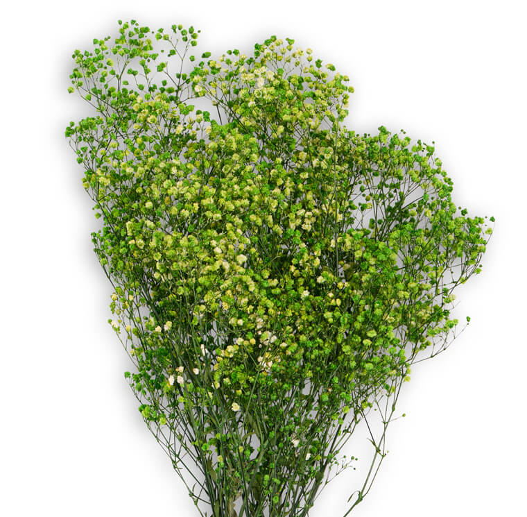 Gypsophila Verde Lime