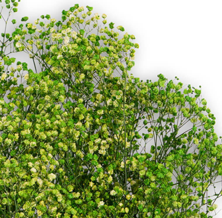 Gypsophila Verde Lime - immagine 2