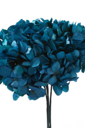 Hydrangea Blu naturale