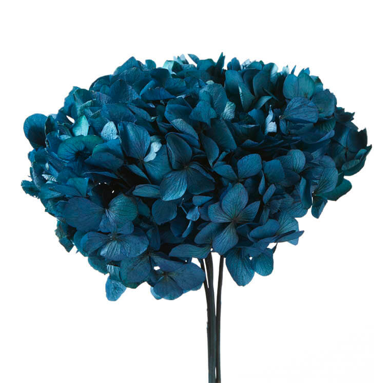 Hydrangea Blu naturale