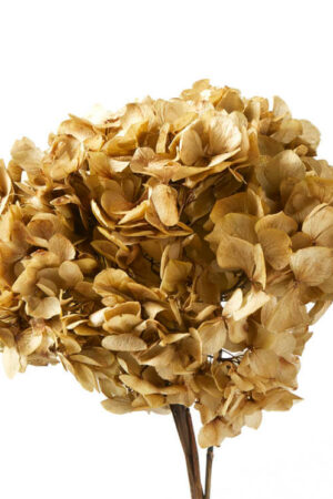 Hydrangea Naturale