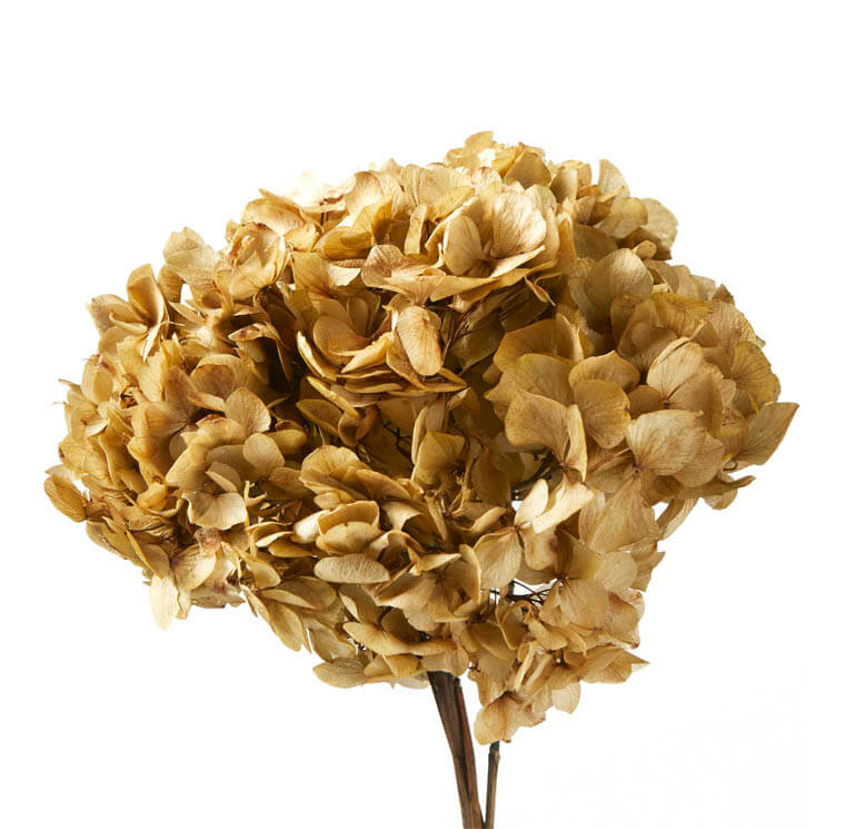 Hydrangea Naturale