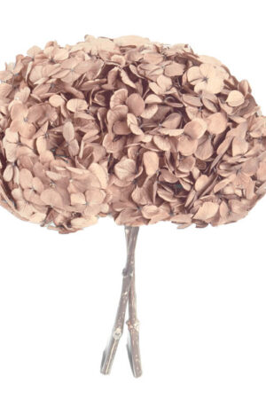 Hydrangea Premium Champagne