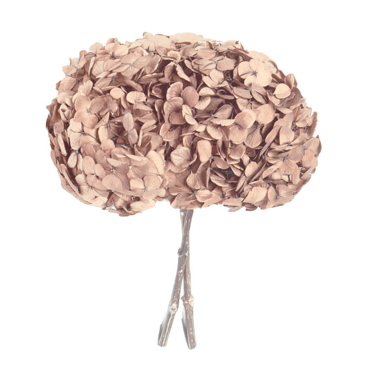 Hydrangea Premium Champagne