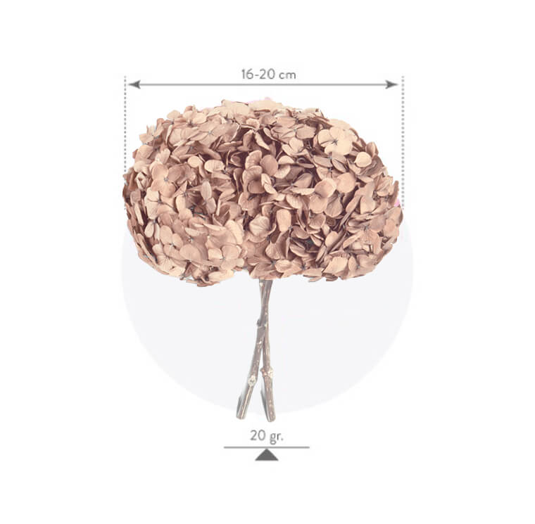 Hydrangea Premium Champagne - immagine 2
