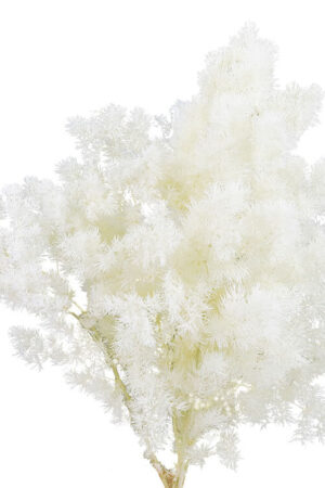Ming Fern Bianco