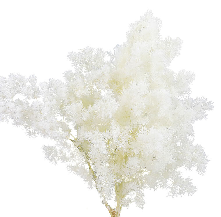 Ming Fern Bianco