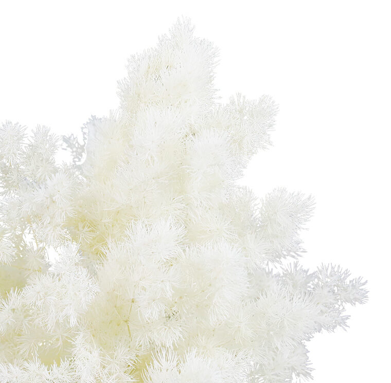 Ming Fern Bianco - immagine 2