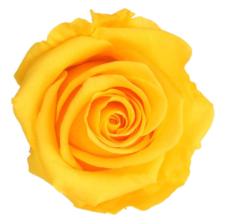 Box rosa standard giallo caldo - immagine 2