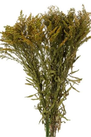 Solidago verde