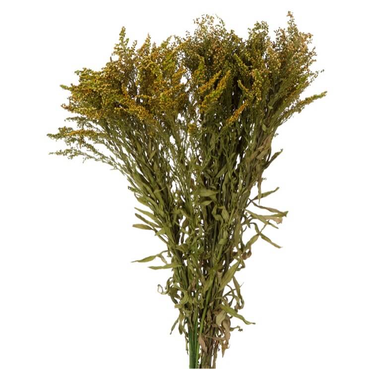 Solidago verde