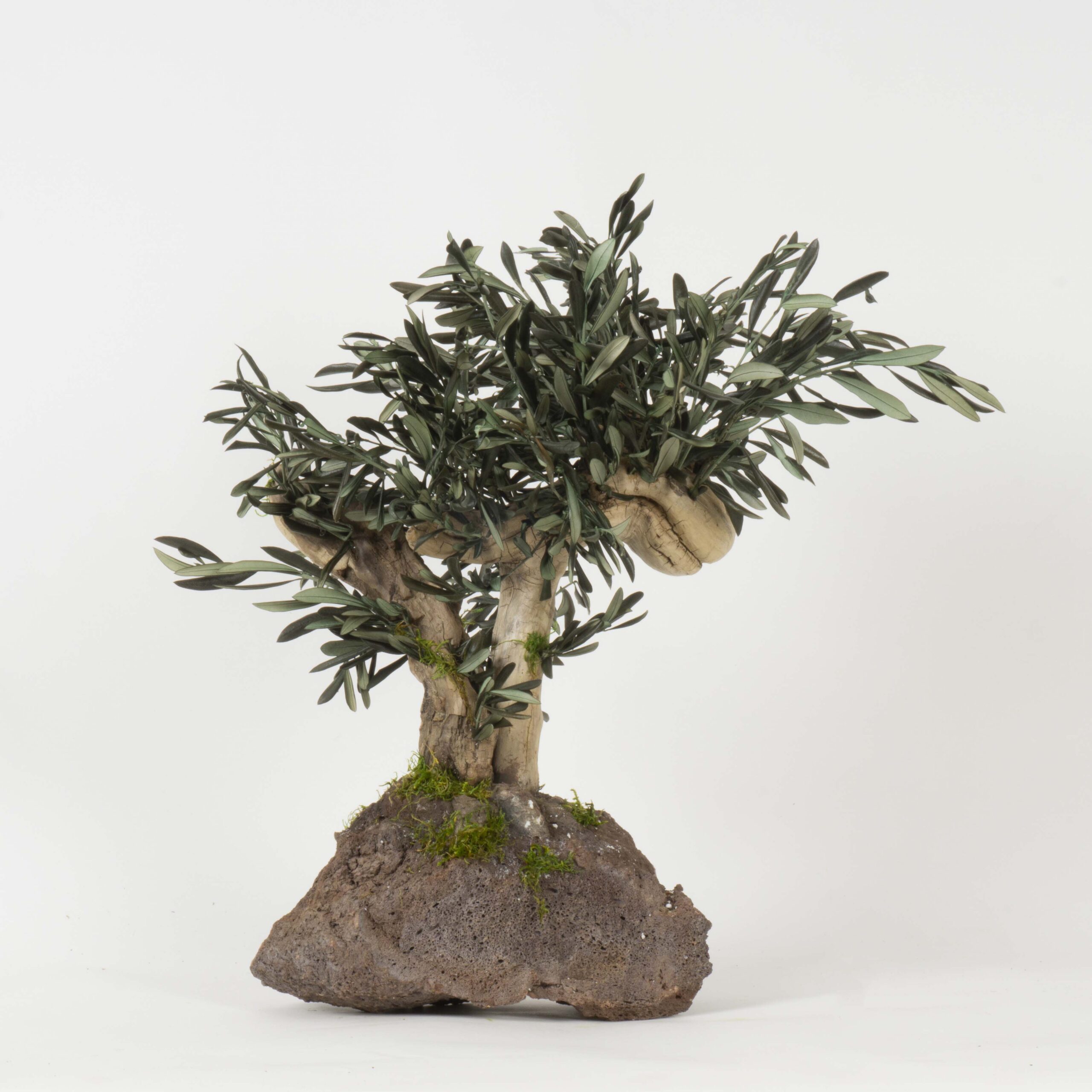 Bonsai Ulivo su roccia