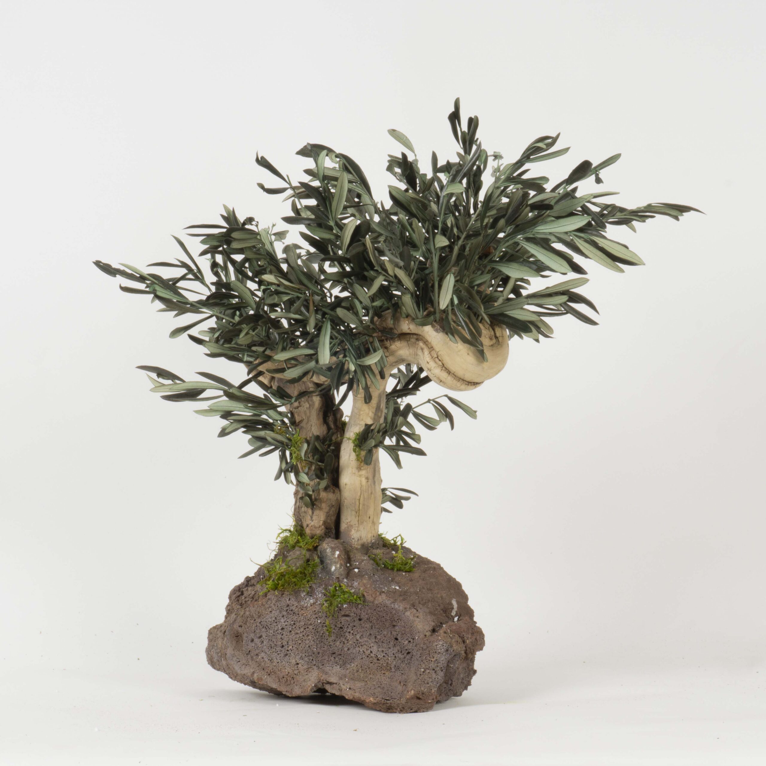 Bonsai Ulivo su roccia - immagine 2