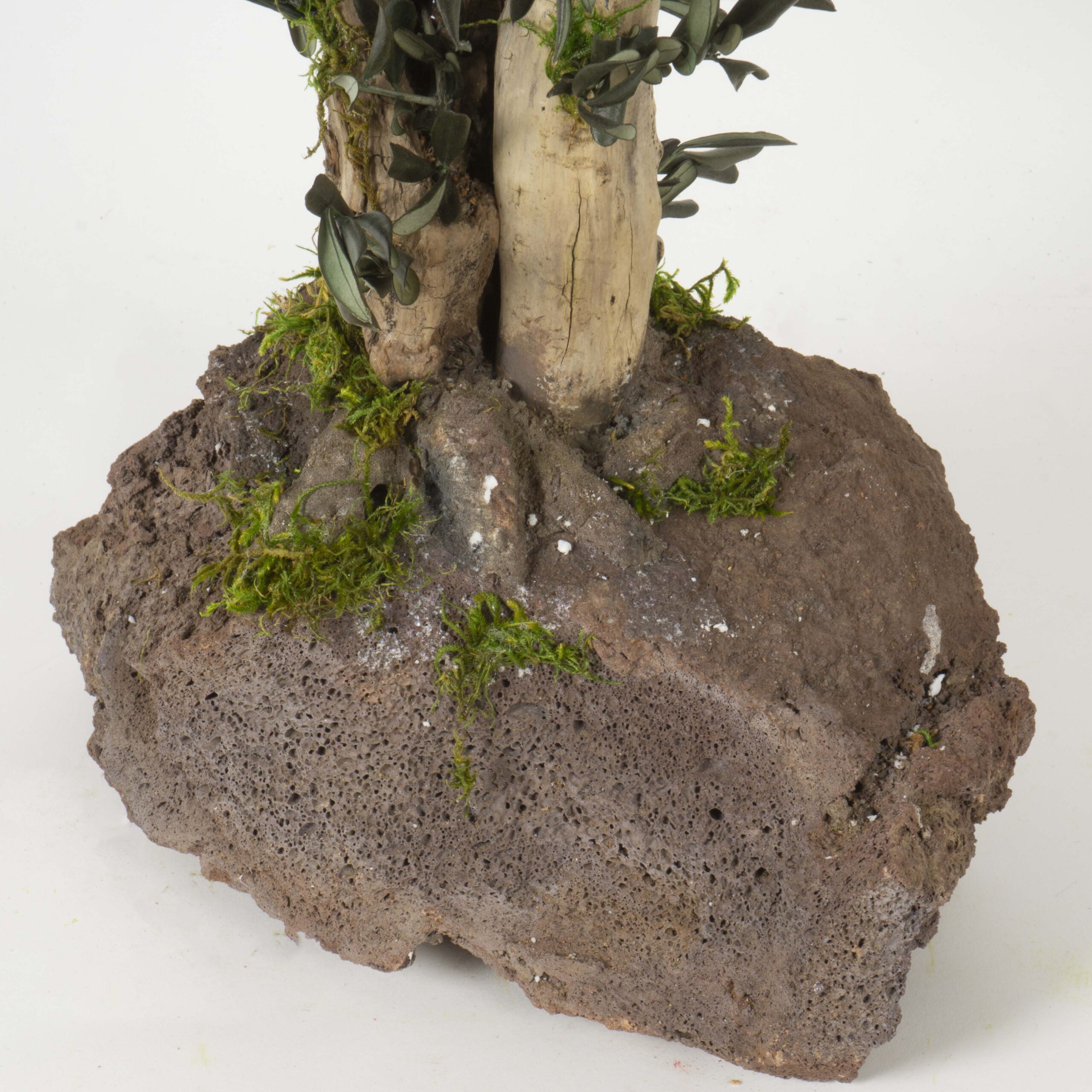 Bonsai Ulivo su roccia - immagine 3