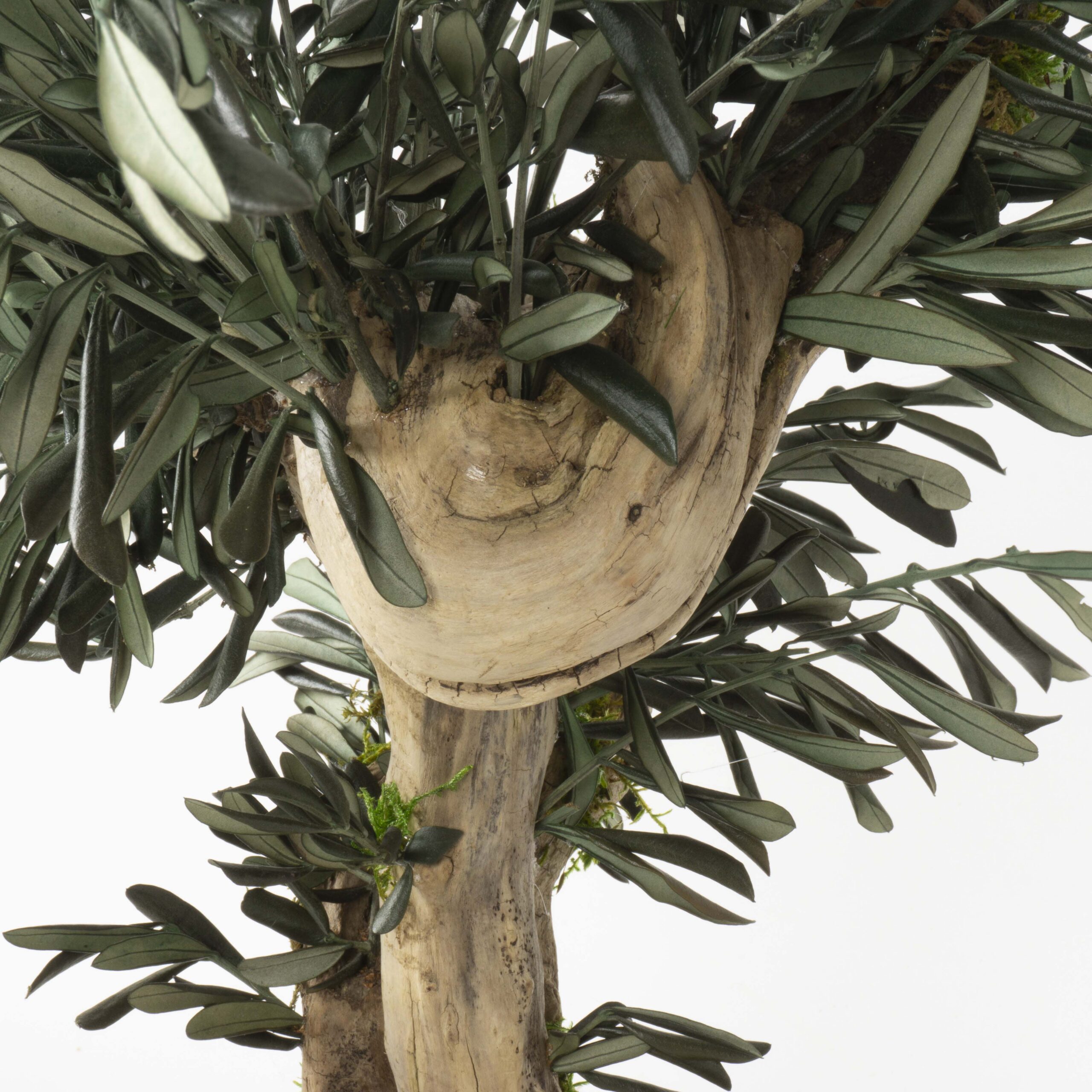Bonsai Ulivo su roccia - immagine 4