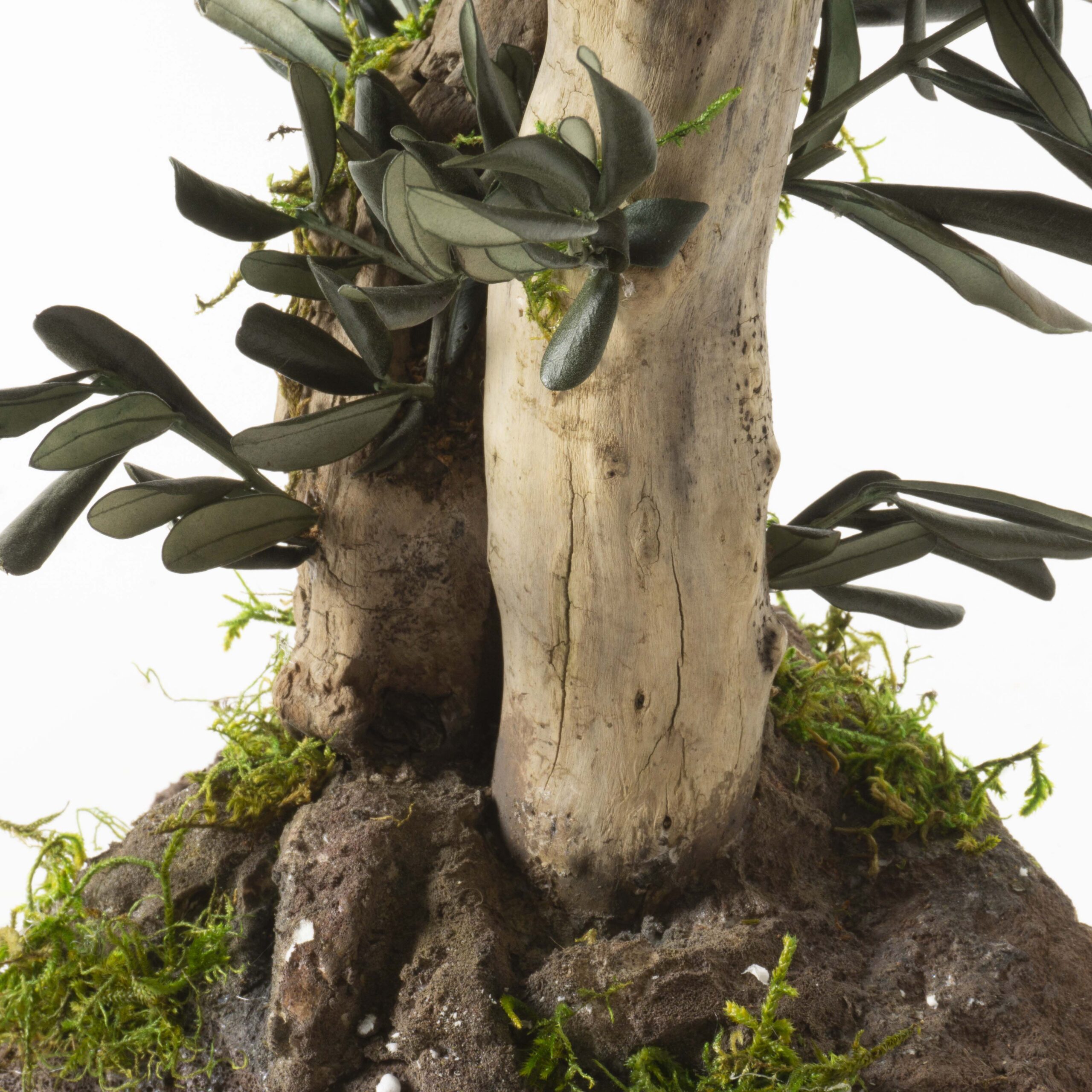 Bonsai Ulivo su roccia - immagine 5