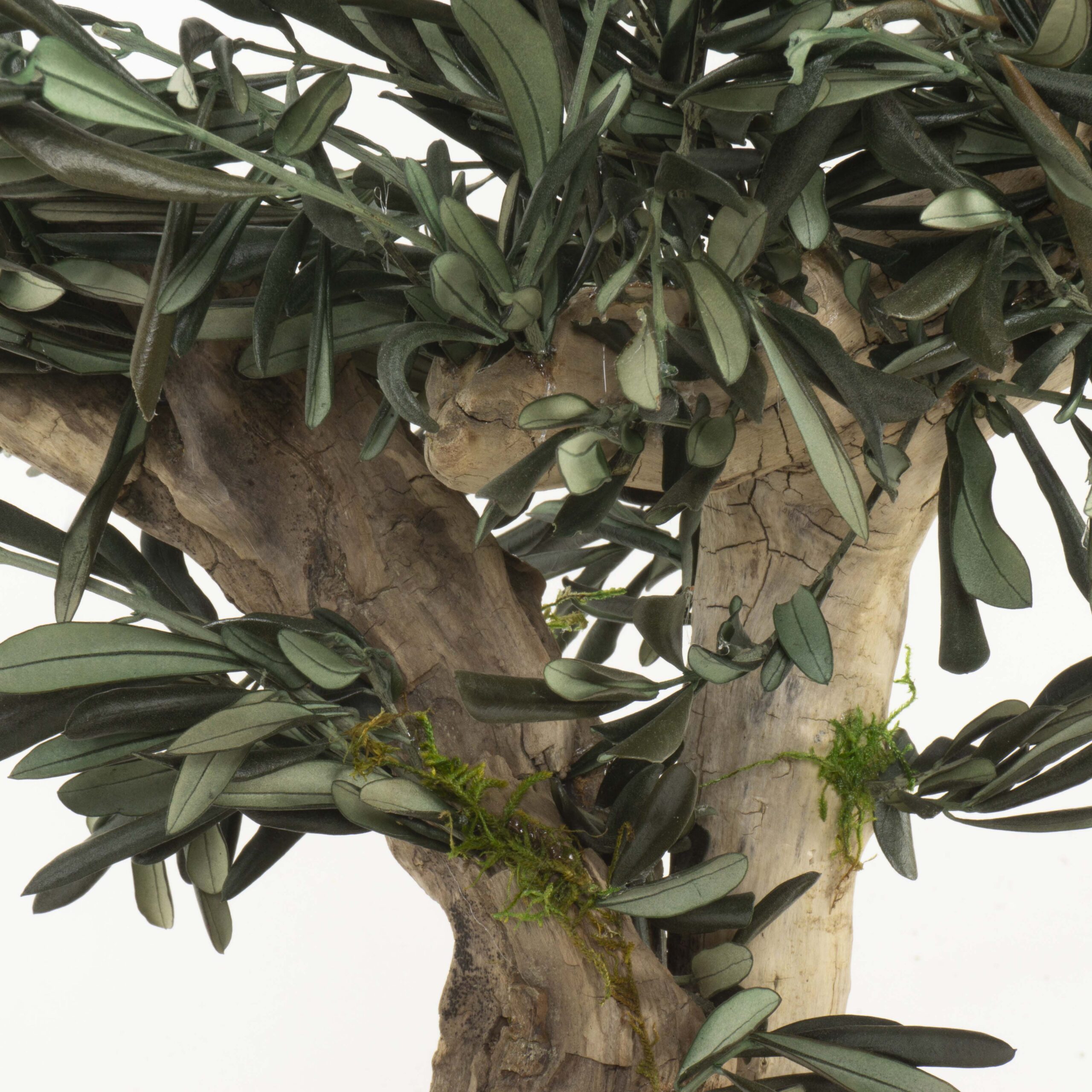 Bonsai Ulivo su roccia - immagine 6