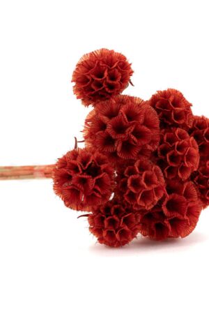 Scabiosa stellata rossa
