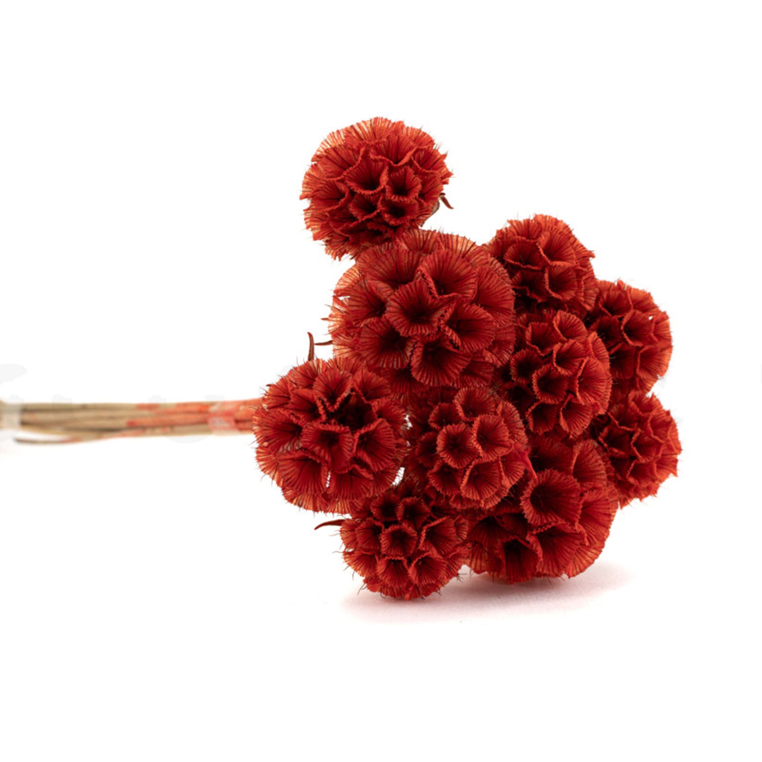 Scabiosa stellata rossa