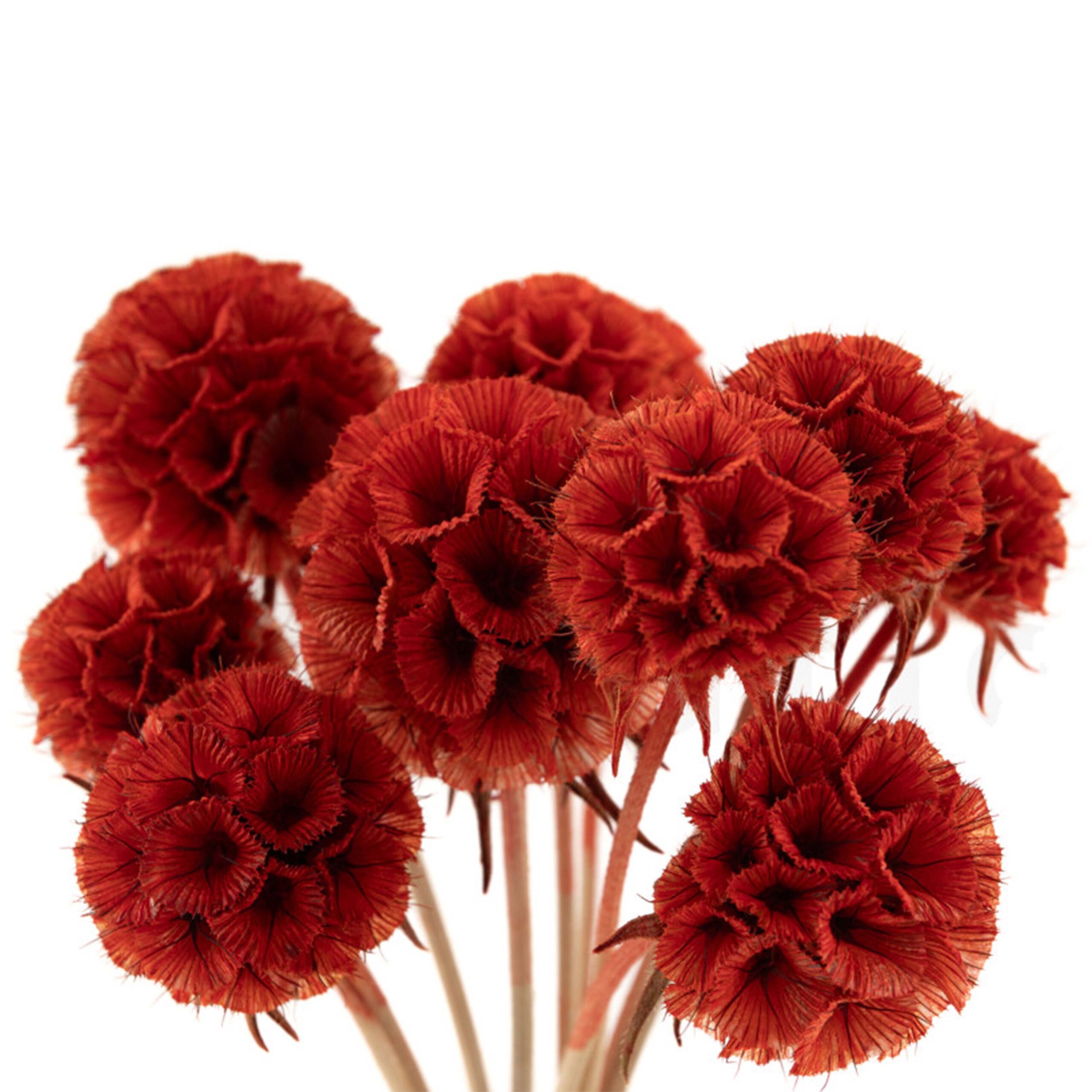Scabiosa stellata rossa - immagine 4