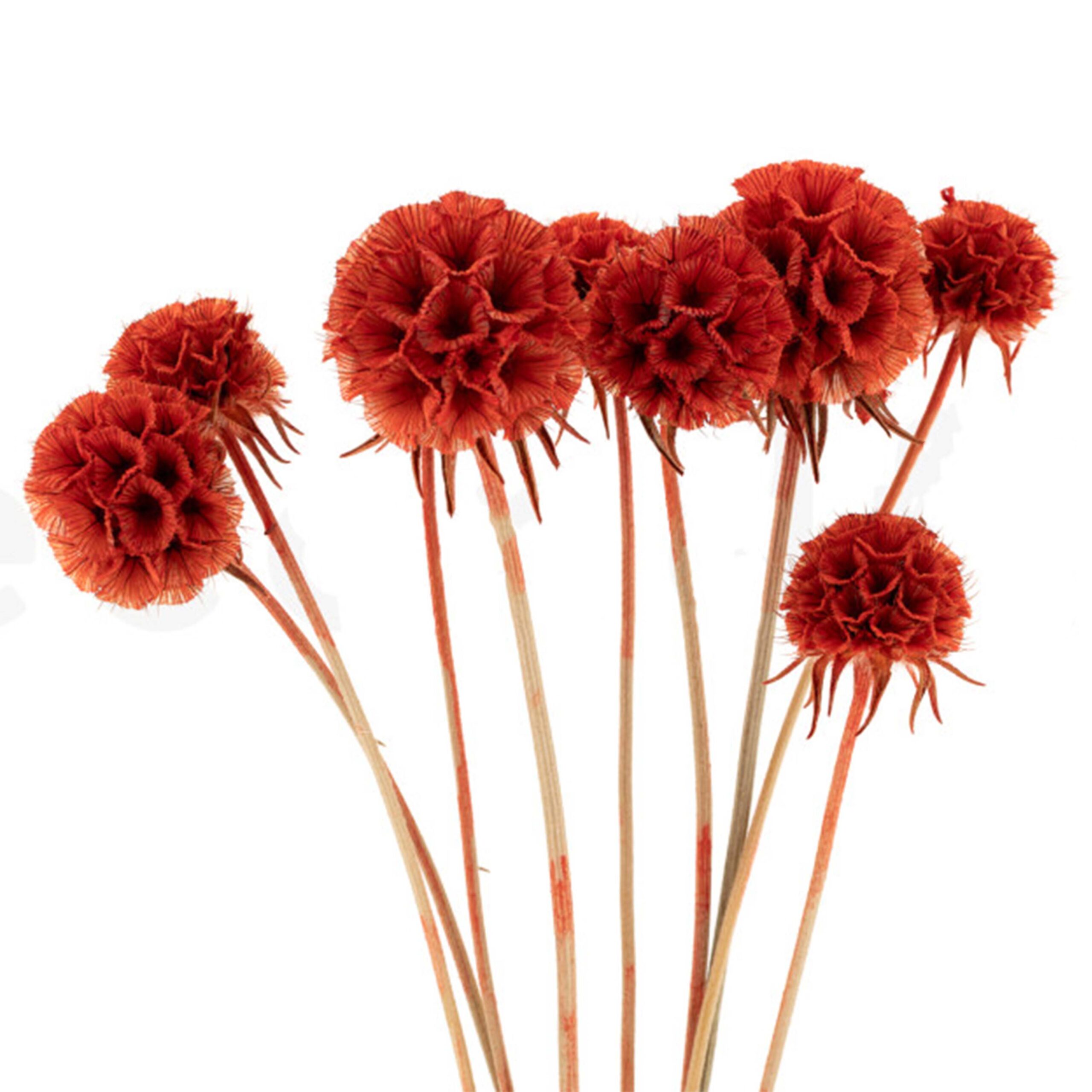 Scabiosa stellata rossa - immagine 3